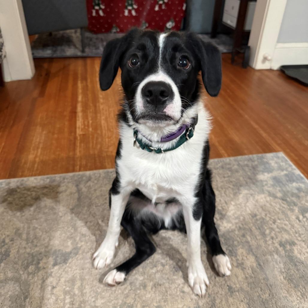 Enlarge CT Rigatoni (Home in Stamford), a Adoptable mixed breed in Stormville, NY image 3/6