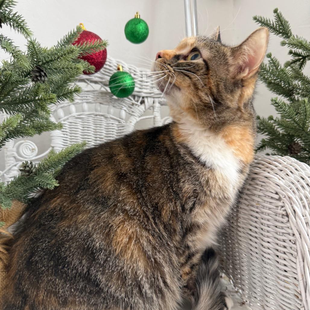 Dove 6671, Adoptable, Adult Female Domestic Short Hair.