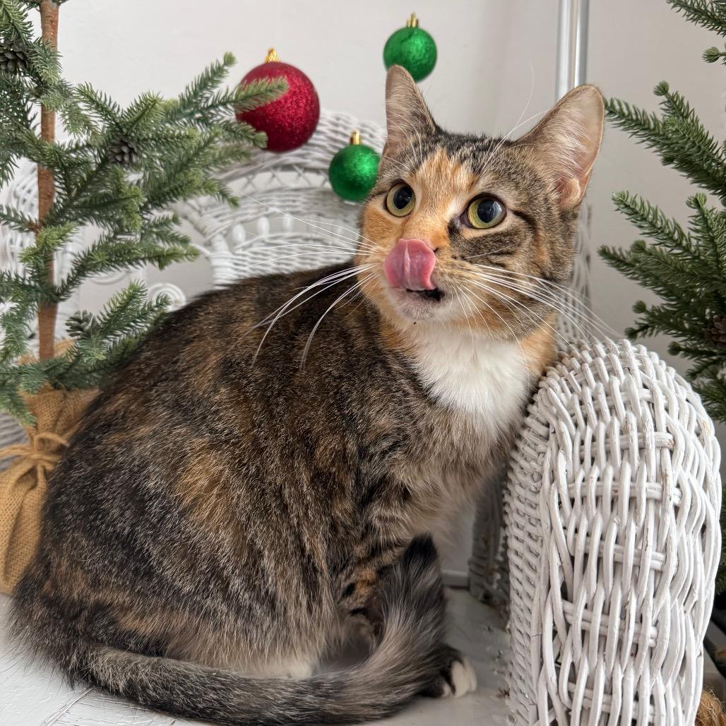 Enlarge Dove 6671, a Adoptable Domestic Short Hair in Eaton Rapids, MI image 2/6