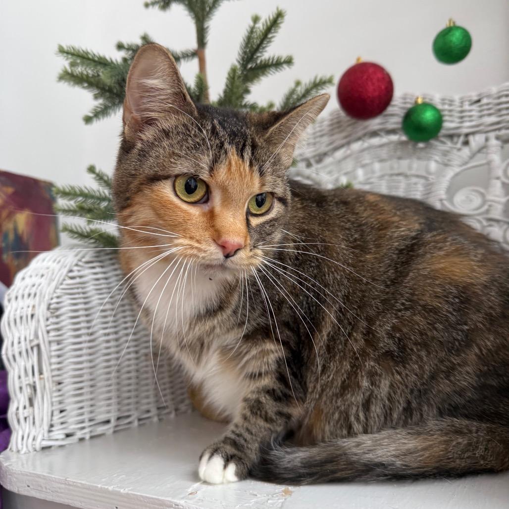 Enlarge Dove 6671, a Adoptable Domestic Short Hair in Eaton Rapids, MI image 3/6