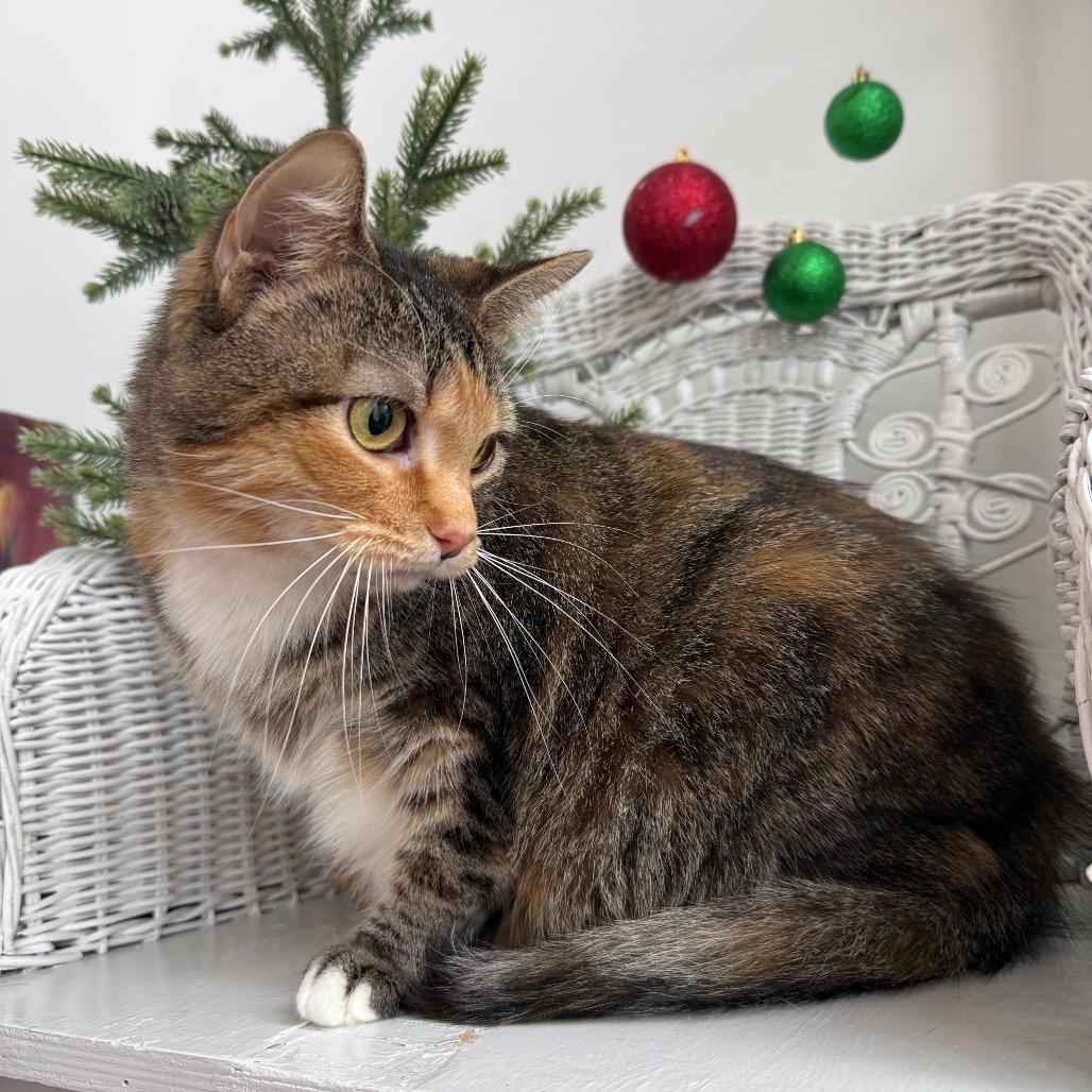 Enlarge Dove 6671, a Adoptable Domestic Short Hair in Eaton Rapids, MI image 4/6