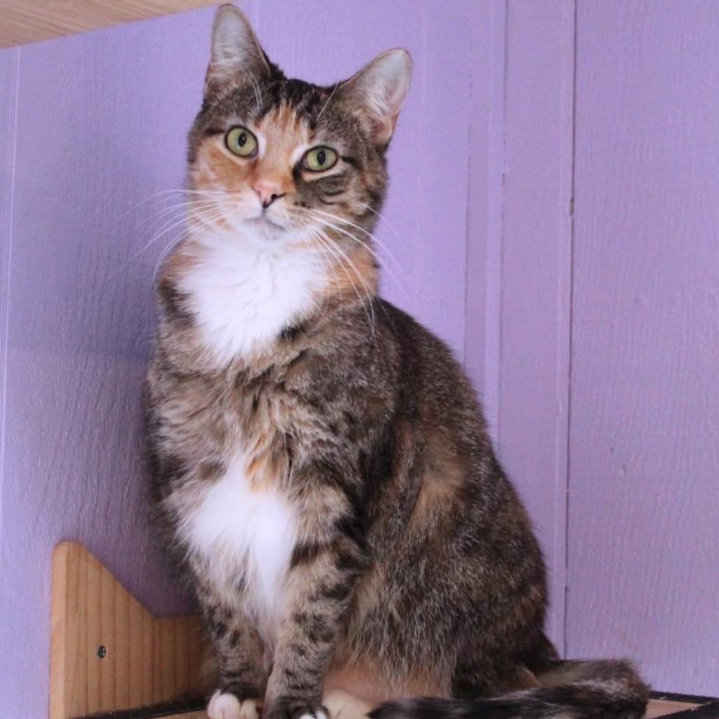 Dove 6671, a Adoptable Domestic Short Hair in Lansing, MI image 4/6