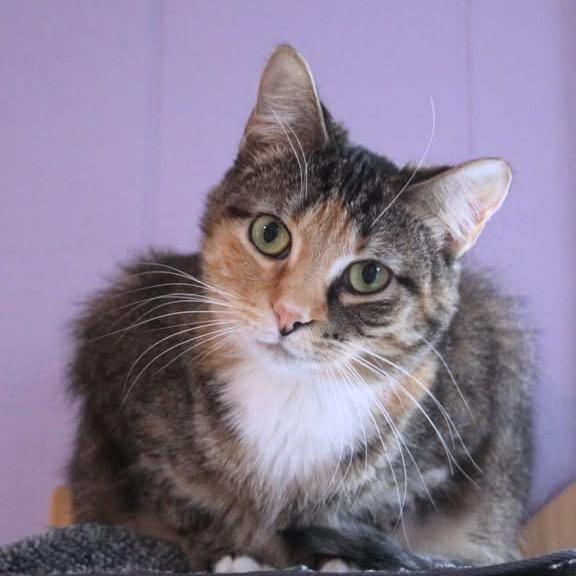 Dove 6671, a Adoptable Domestic Short Hair in Lansing, MI image 5/6