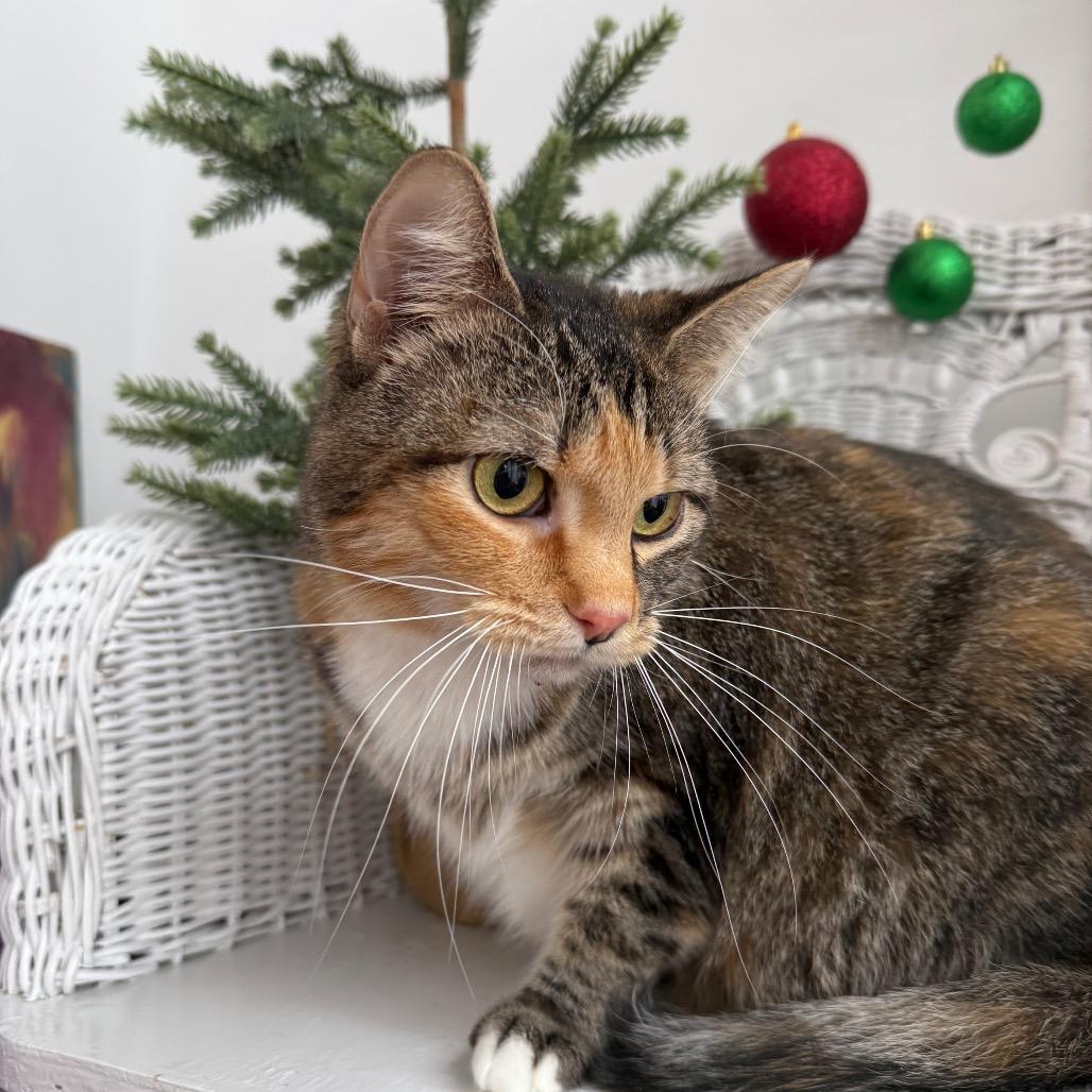 Enlarge Dove 6671, a Adoptable Domestic Short Hair in Eaton Rapids, MI image 6/6