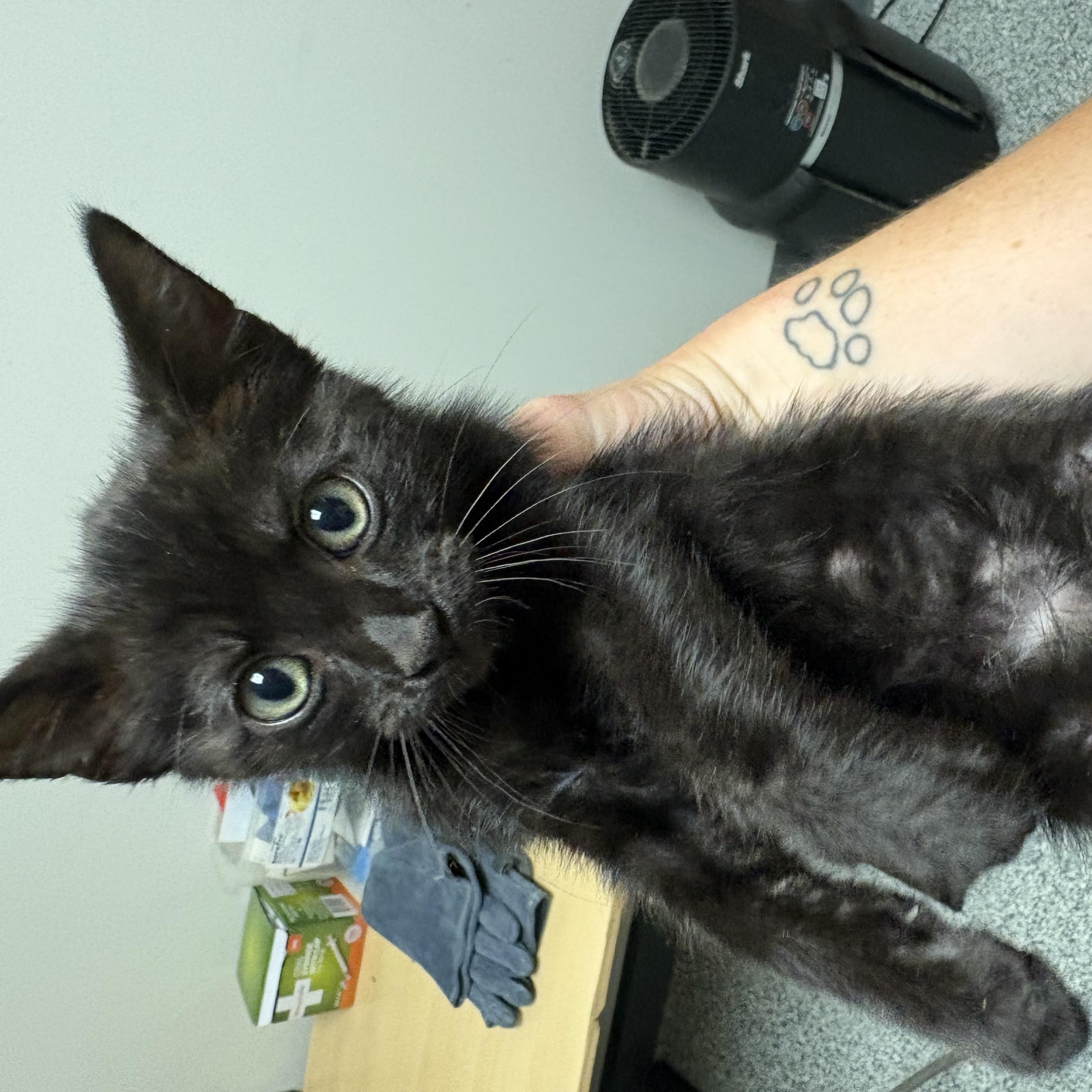 Fly, ADOPTABLE, Kitten Female Domestic Short Hair.