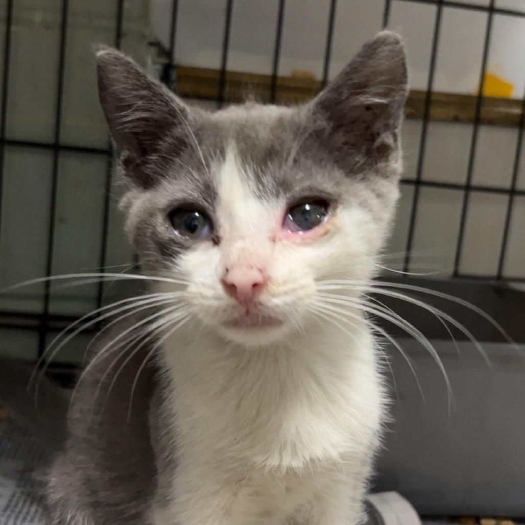 Enlarge Franklin, a Adoptable Domestic Short Hair in Monroeville, AL image 1/2
