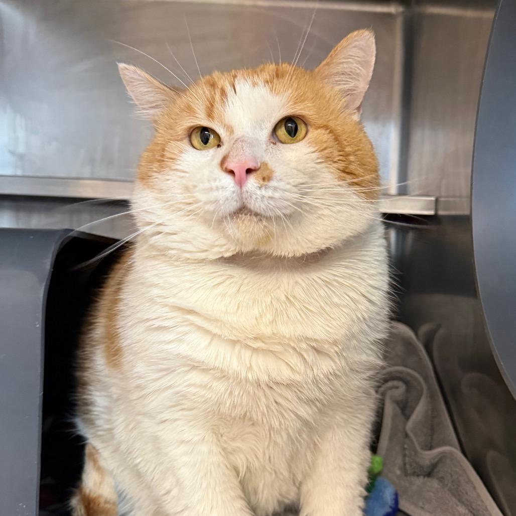Heaven, Adoptable, Senior Male Domestic Short Hair.