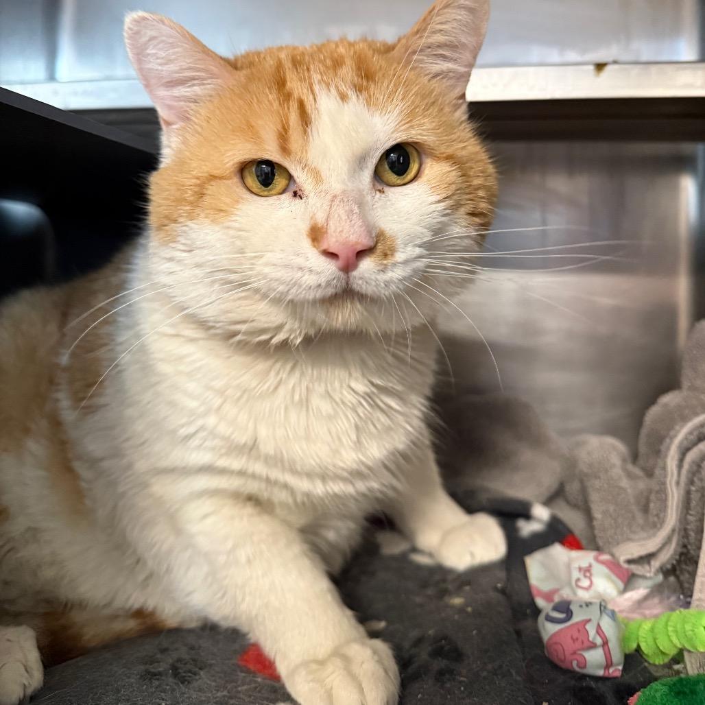Enlarge Heaven, a Adoptable Domestic Short Hair in Chicago, IL image 2/3