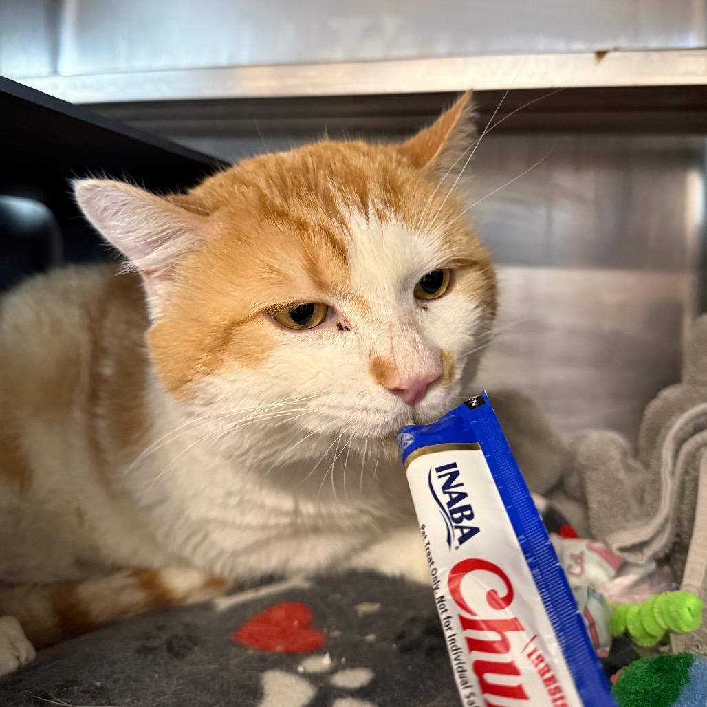 Enlarge Heaven, a Adoptable Domestic Short Hair in Chicago, IL image 3/3