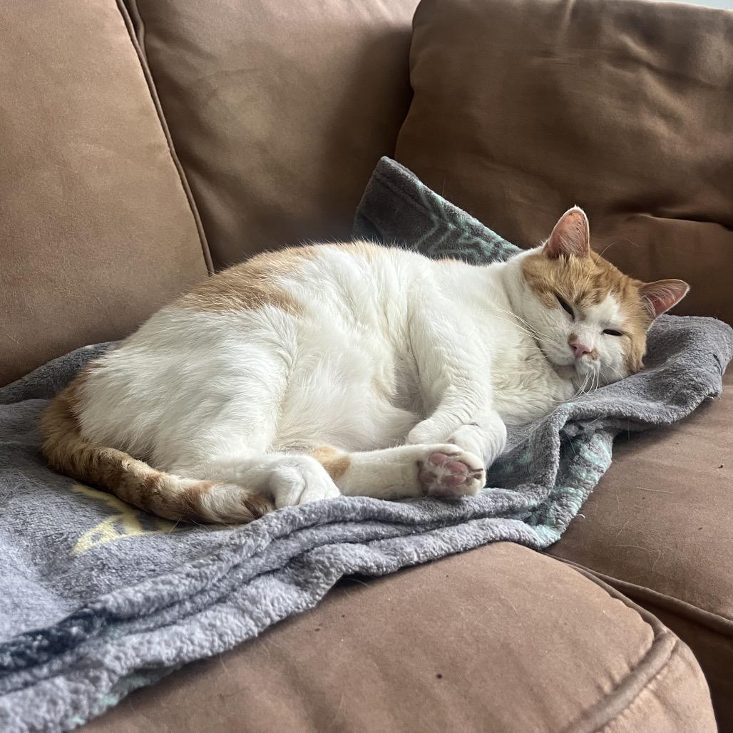 Heaven, a Adoptable Domestic Short Hair in Chicago, IL image 4/6