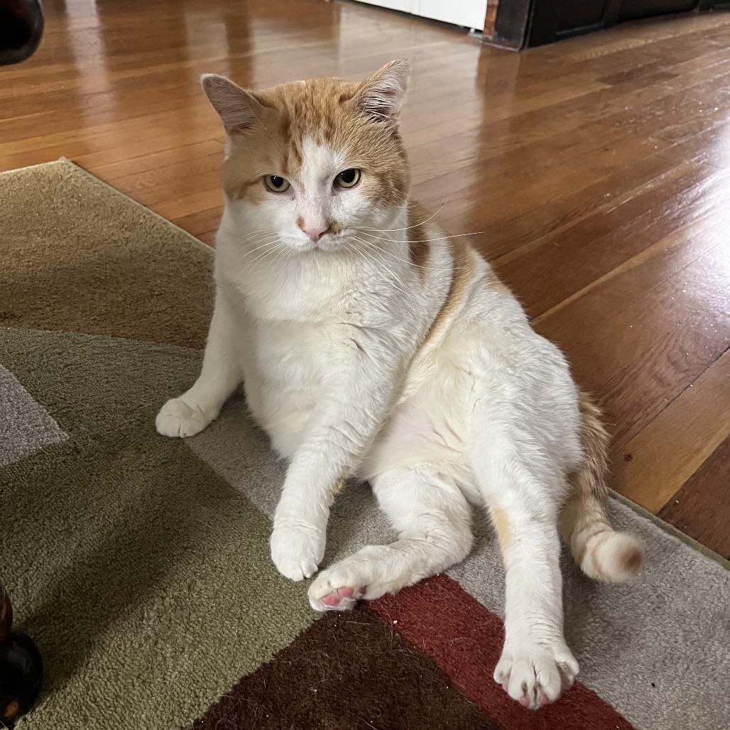 Heaven, a Adoptable Domestic Short Hair in Chicago, IL image 5/6