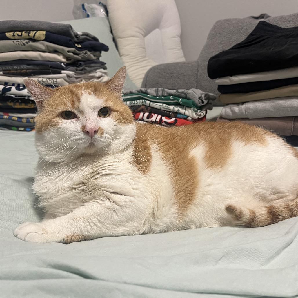 Heaven, a Adoptable Domestic Short Hair in Chicago, IL image 6/6