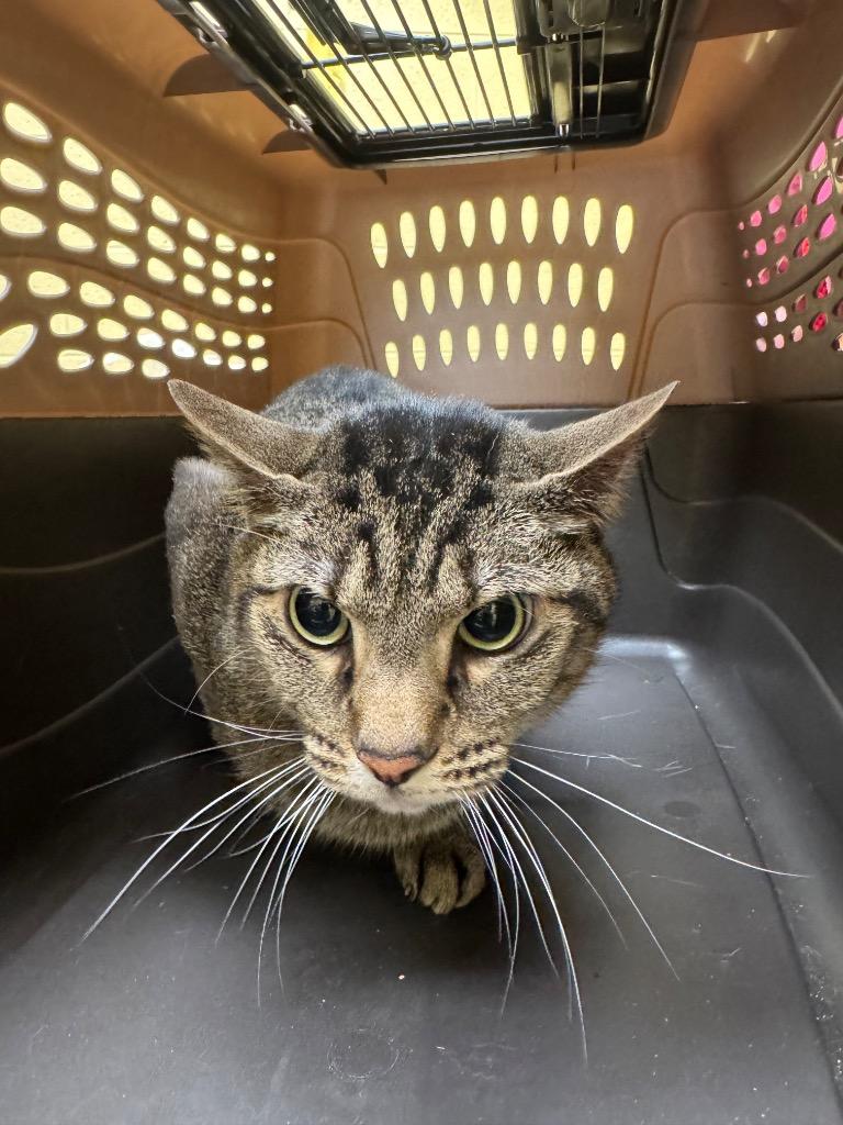 Gordie (NEUTERED), Adoptable, Adult Male Domestic Short Hair.