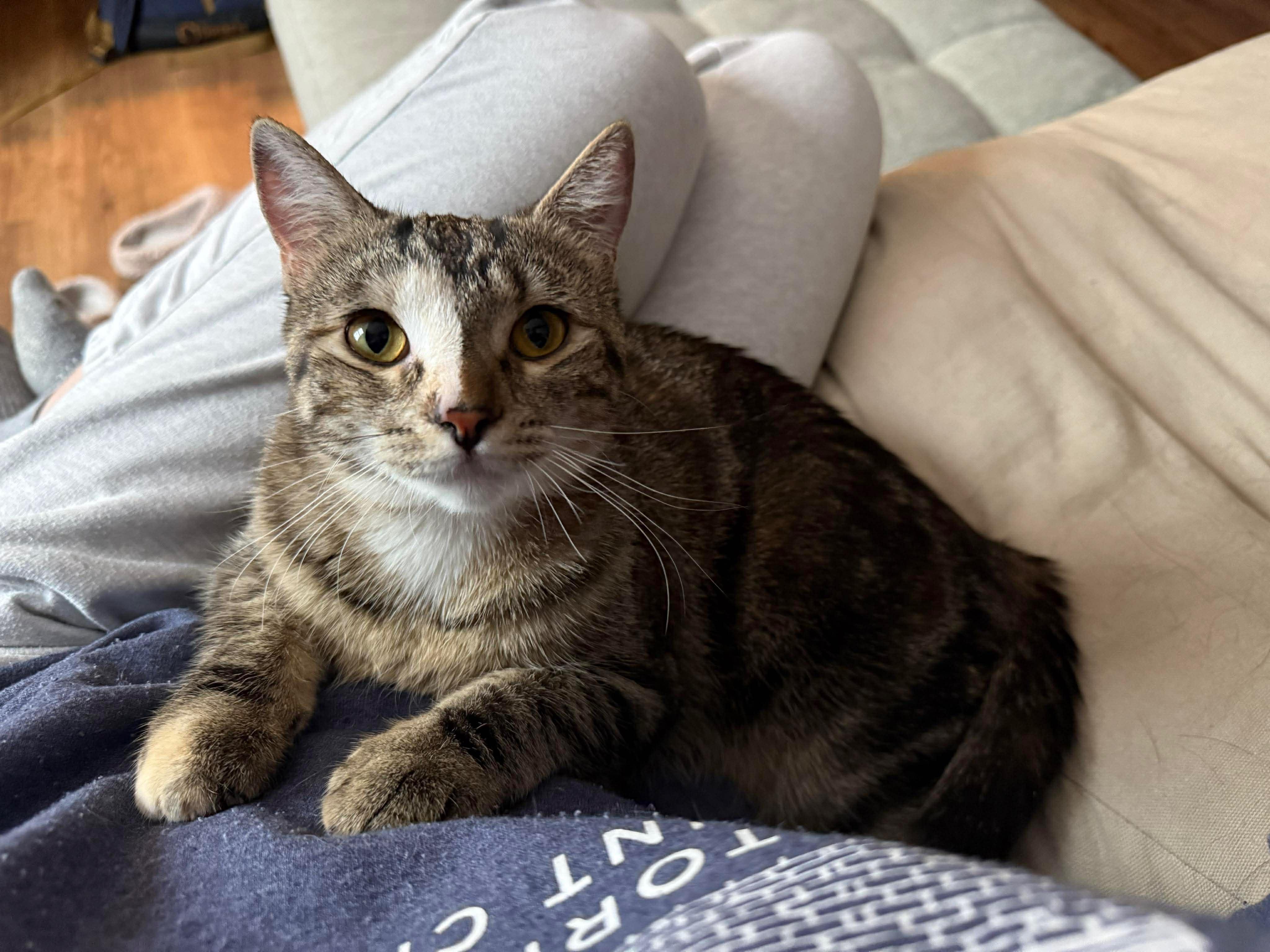 Coffee, Adoptable, Young Female Domestic Short Hair.