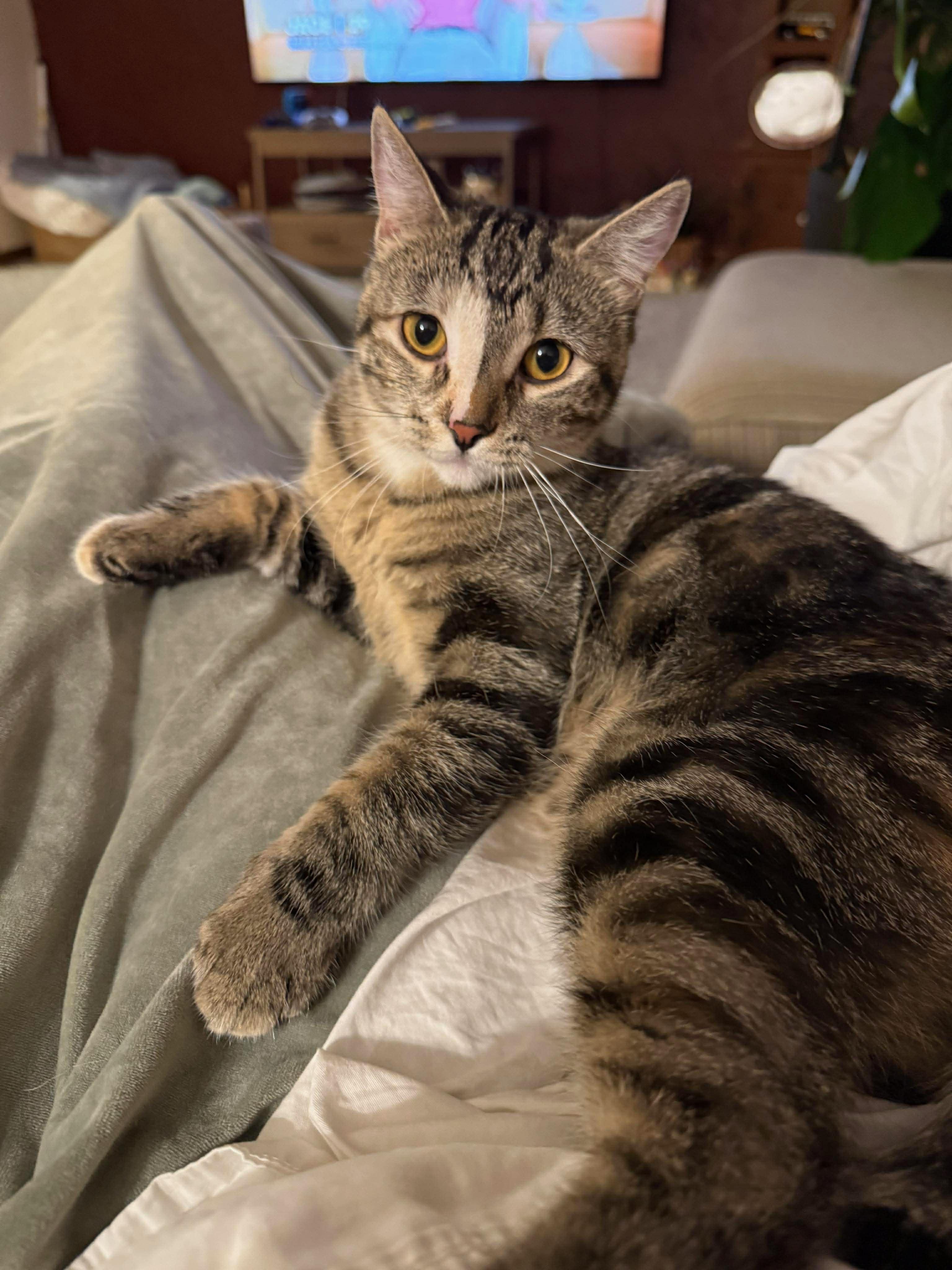 Enlarge Coffee, a Adoptable Domestic Short Hair in Saint Charles, MO image 2/3