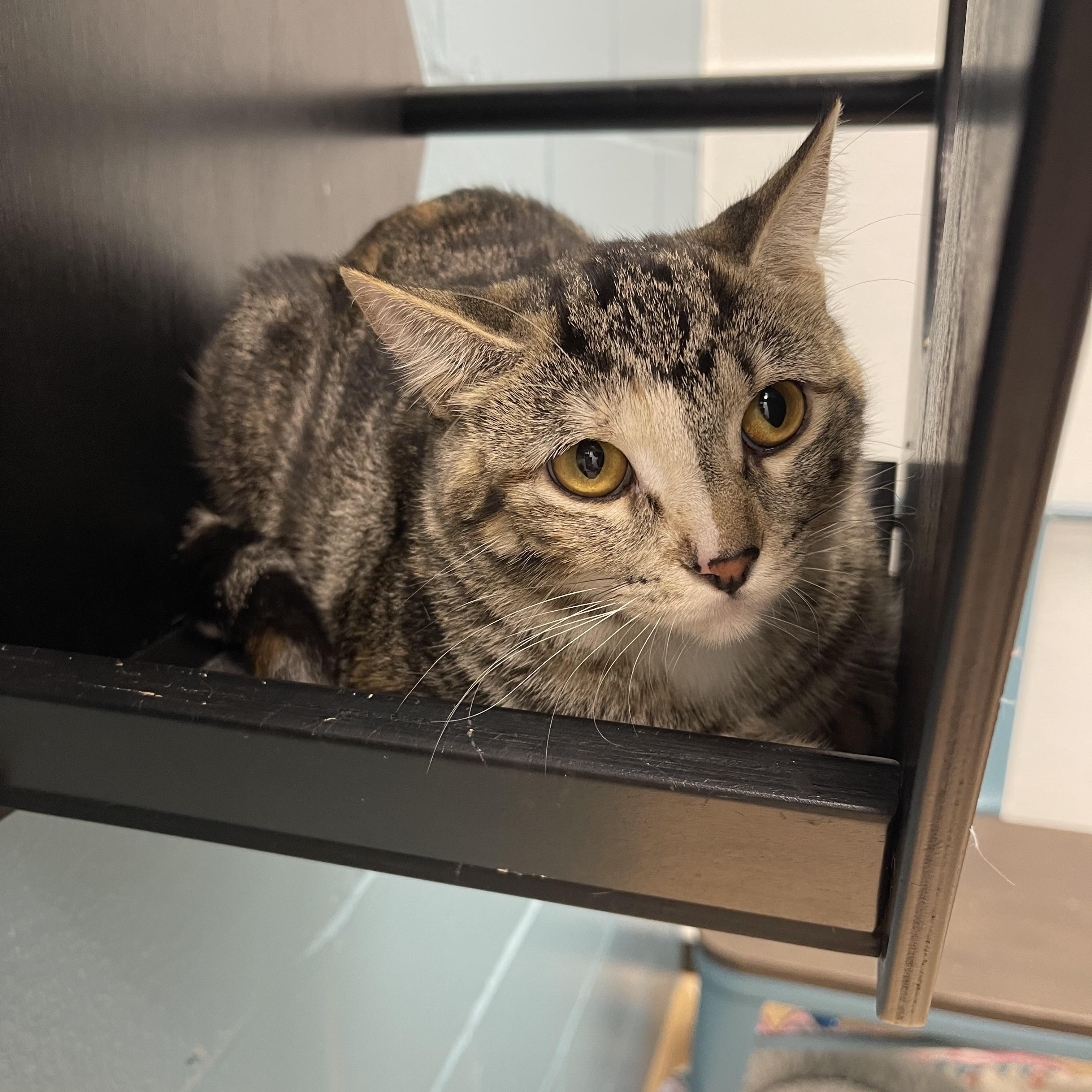 Coffee, Adoptable, Young Female Domestic Short Hair.