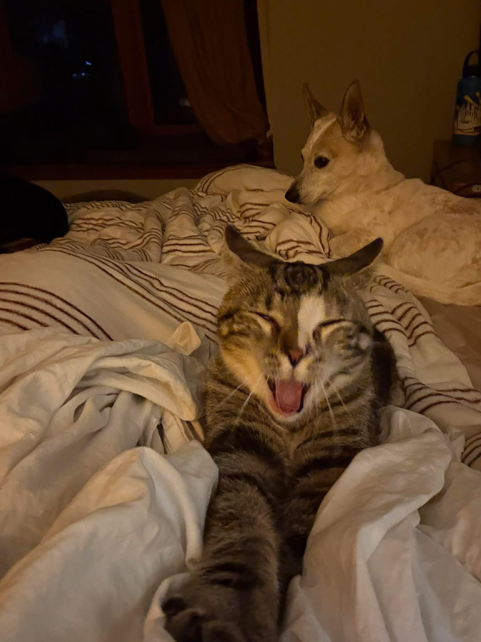 Enlarge Coffee, a Adoptable Domestic Short Hair in Saint Charles, MO image 3/3