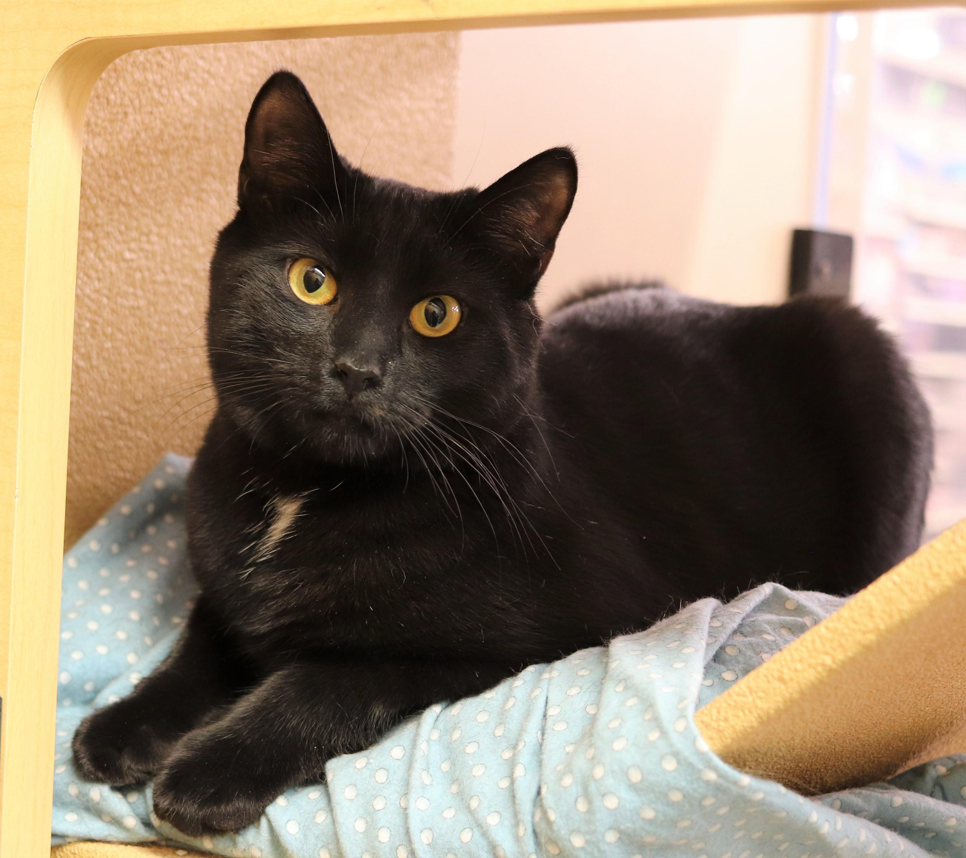 Betty & Didi, Adoptable, Adult Female Domestic Short Hair.