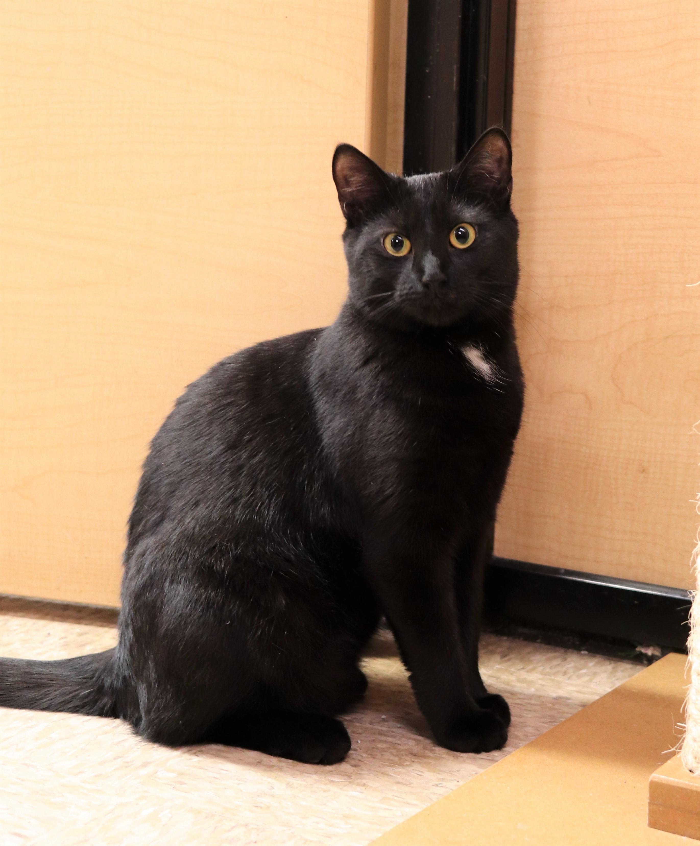 Enlarge Betty & Didi, a Adoptable Domestic Short Hair in Boiling Springs, PA image 2/6