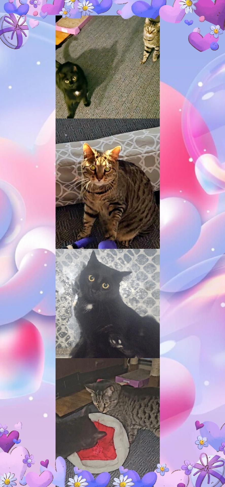 Enlarge Betty & Didi, a Adoptable Domestic Short Hair in Boiling Springs, PA image 3/6