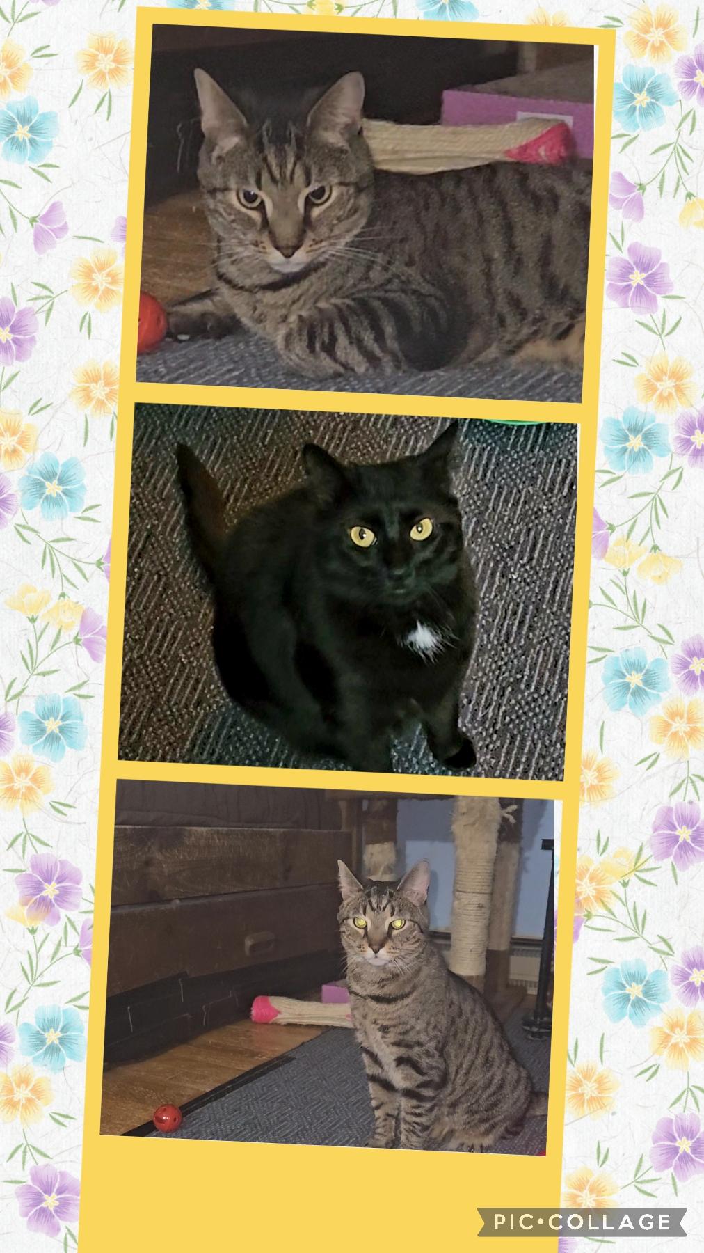 Enlarge Betty & Didi, a Adoptable Domestic Short Hair in Boiling Springs, PA image 4/6