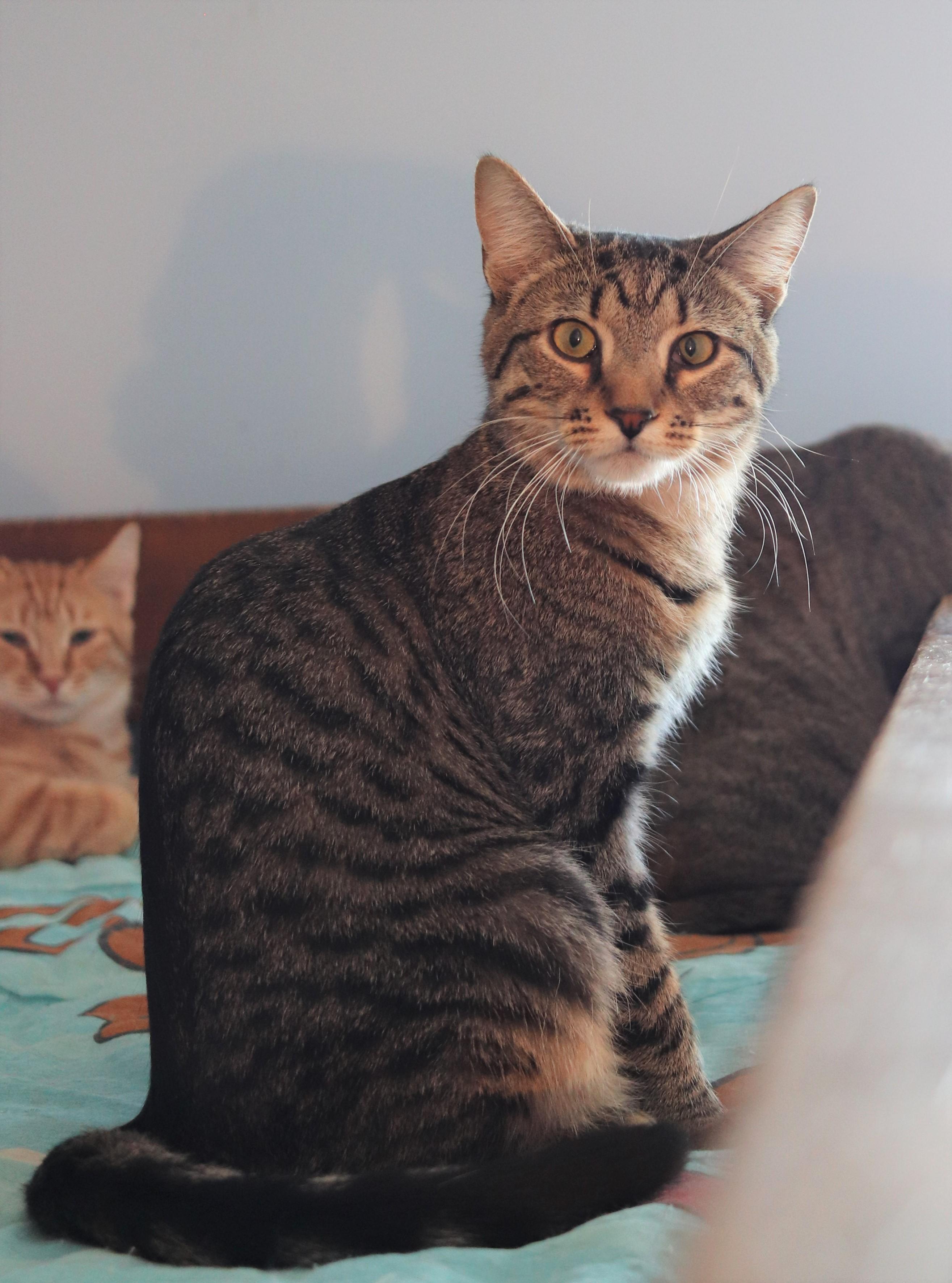 Enlarge Betty & Didi, a Adoptable Domestic Short Hair in Boiling Springs, PA image 5/6