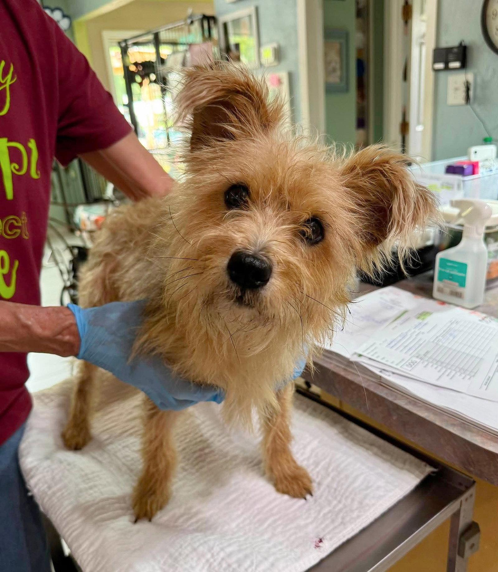 Fox Mulder (NOT YET AVAILABLE), Adoptable, Young Male Cairn Terrier & Yorkshire Terrier.