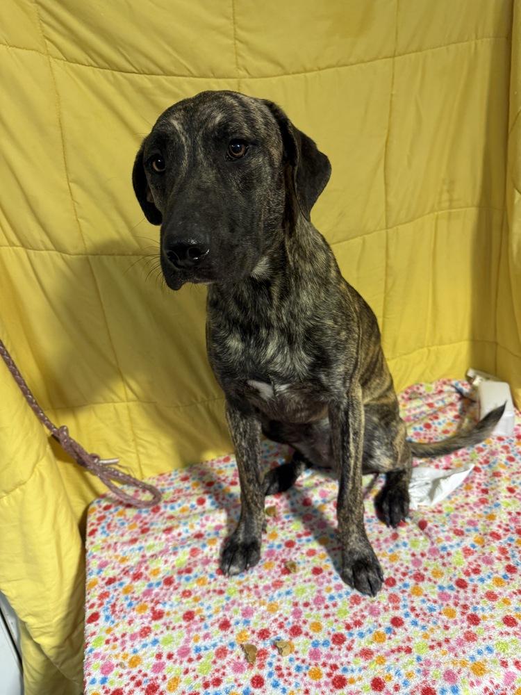 Enlarge Kristoff, a Adoptable mixed breed in Opelousas, LA image 2/5