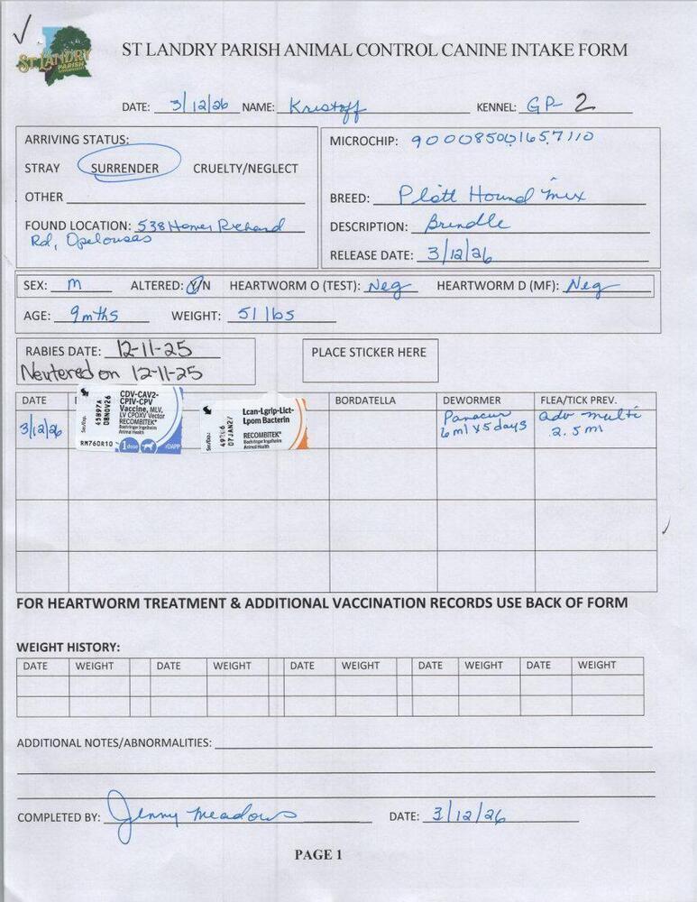 Enlarge Kristoff, a Adoptable mixed breed in Opelousas, LA image 5/5