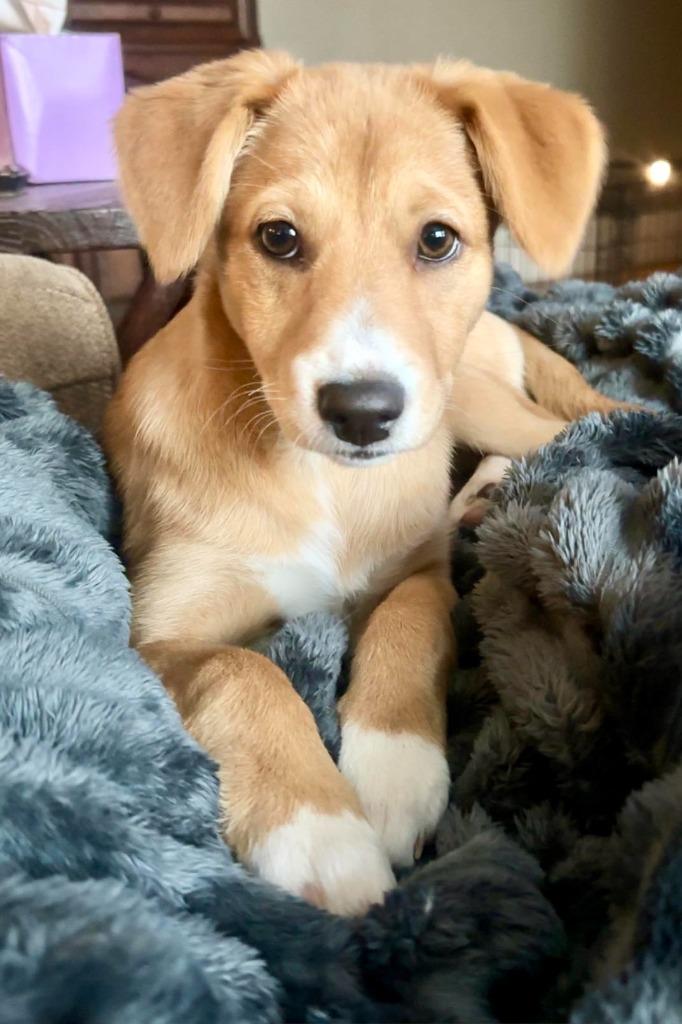 Tiana, Adoptable, Puppy Female Corgi & Pomeranian.