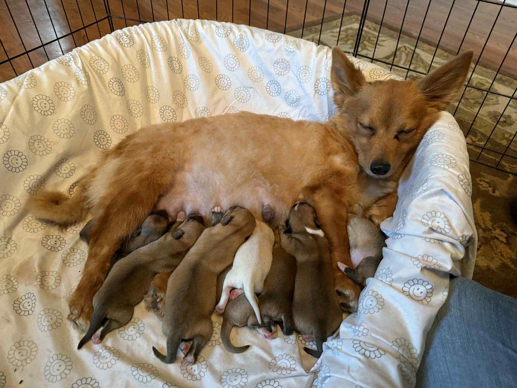 Tiana, Adoptable, Puppy Female Corgi & Pomeranian.