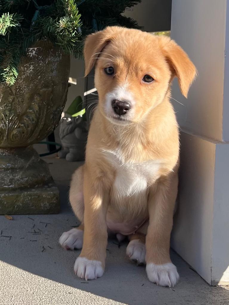 Tiana, a Adoptable mixed breed in Waxhaw, NC image 2/2