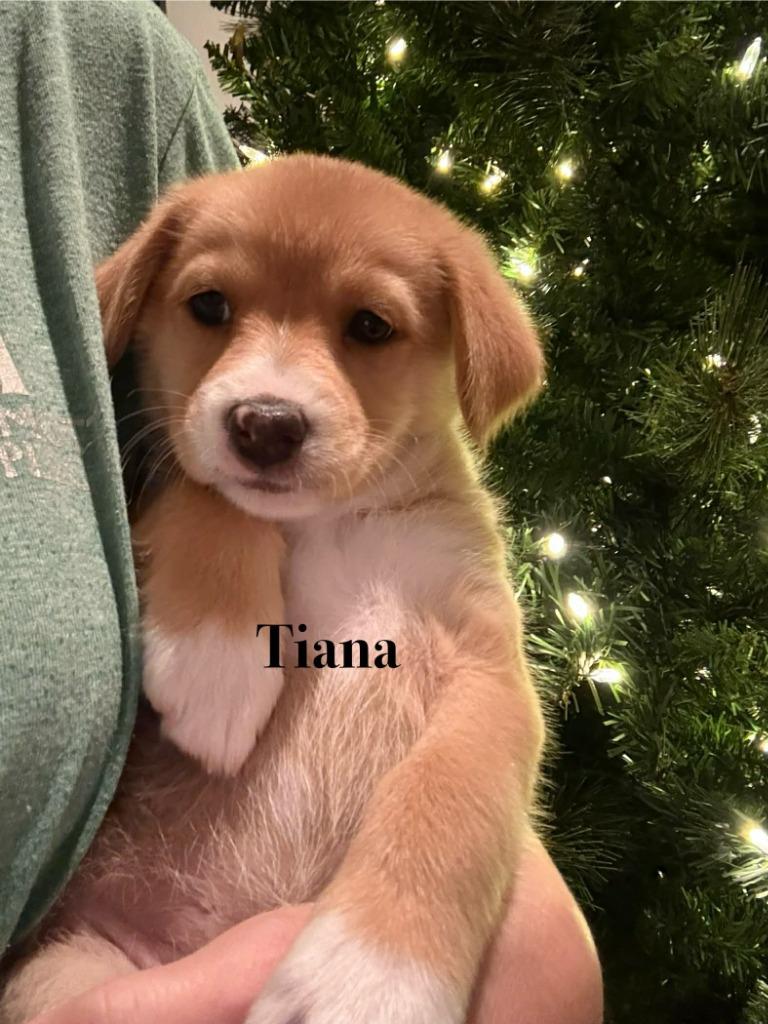 Tiana thumbnail 2