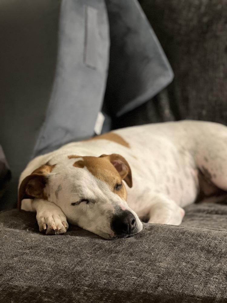 Enlarge Sundae, a Adoptable mixed breed in Willingboro, NJ image 3/5