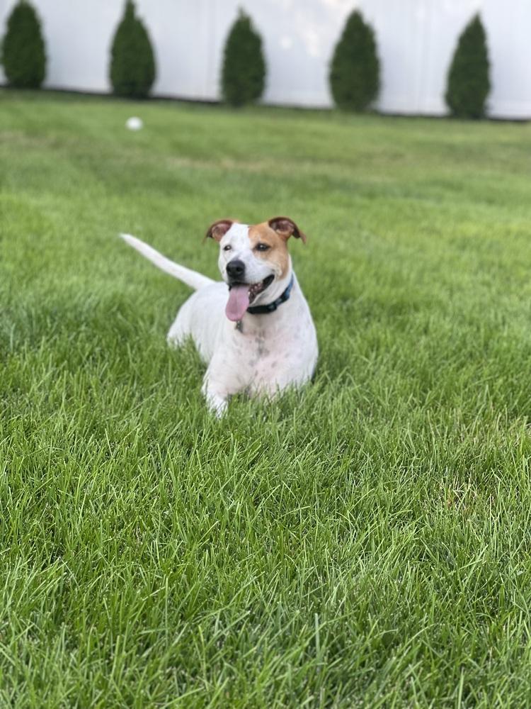 Enlarge Sundae, a Adoptable mixed breed in Willingboro, NJ image 4/5