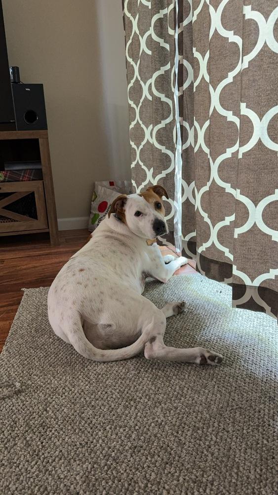 Enlarge Sundae, a Adoptable mixed breed in Willingboro, NJ image 5/5