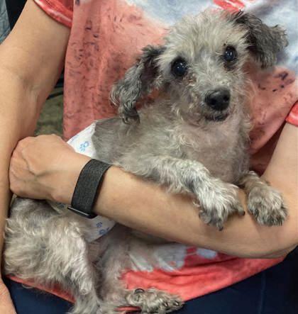 Enlarge Matt, a Adoptable mixed breed in Yellville, AR image 1/2