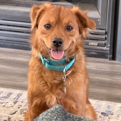 Enlarge Big Red - URGENT - 24 HOUR NOTICE, a Adopted mixed breed in Thousand Oaks, CA image 1/1
