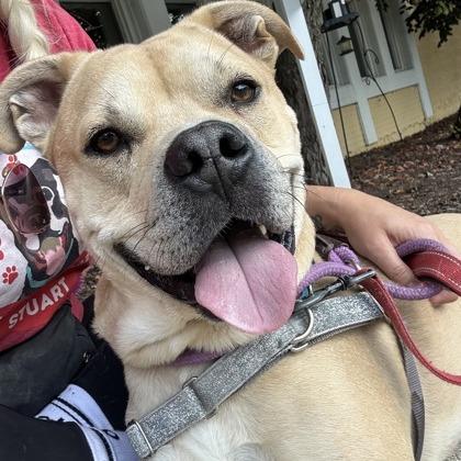 Enlarge Smudge, a Adoptable mixed breed in Indianapolis, IN image 1/6