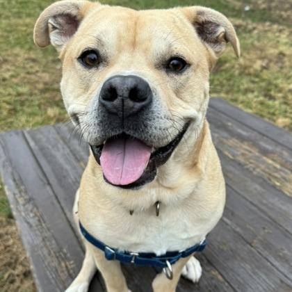 Enlarge Smudge, a Adoptable mixed breed in Indianapolis, IN image 2/6