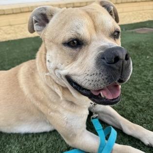 Enlarge Smudge, a Adoptable mixed breed in Indianapolis, IN image 4/6