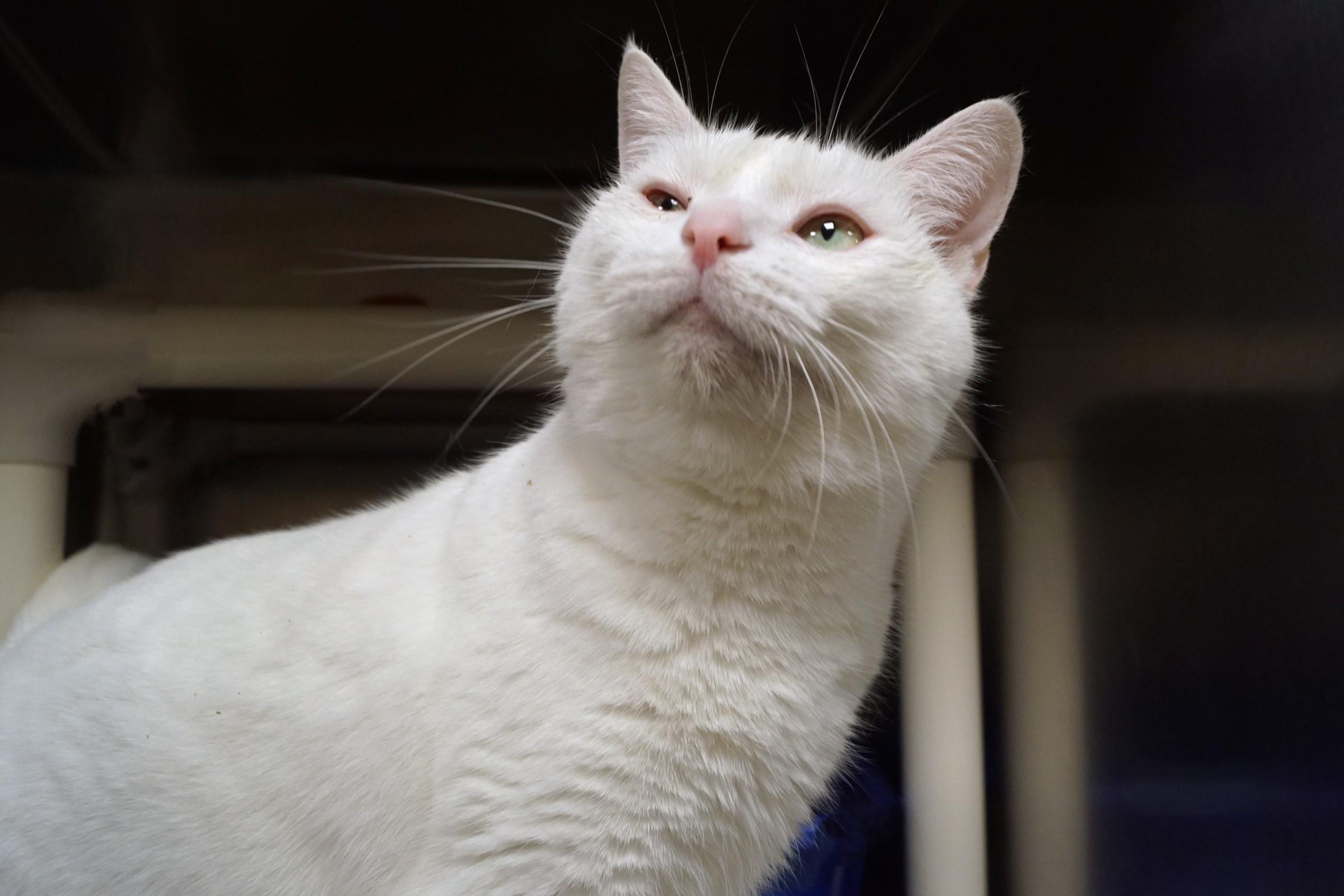 Sweetie, Adopted, Adult Female Domestic Short Hair.
