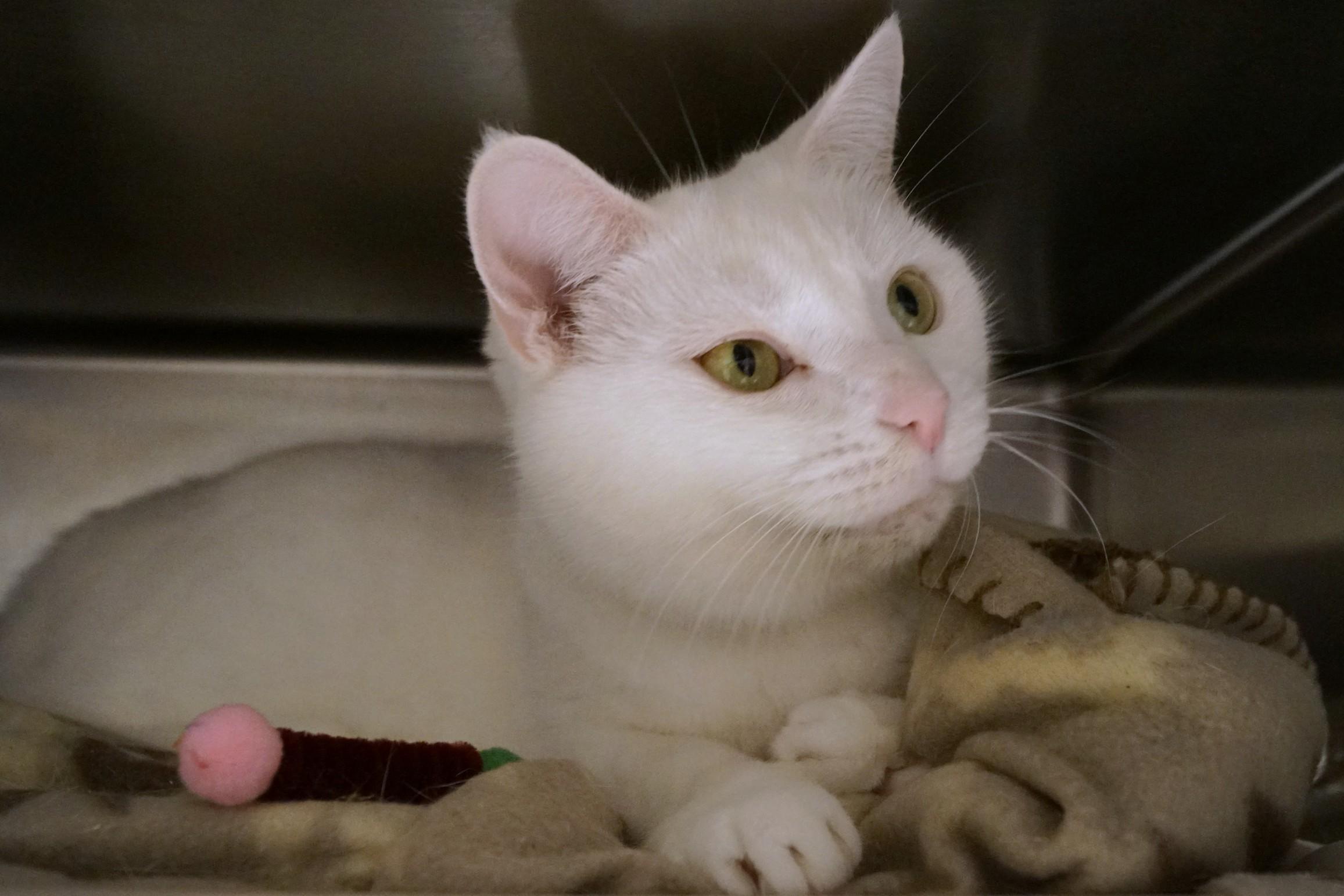 Enlarge Sweetie, a Adopted Domestic Short Hair in New Milford, CT image 6/6