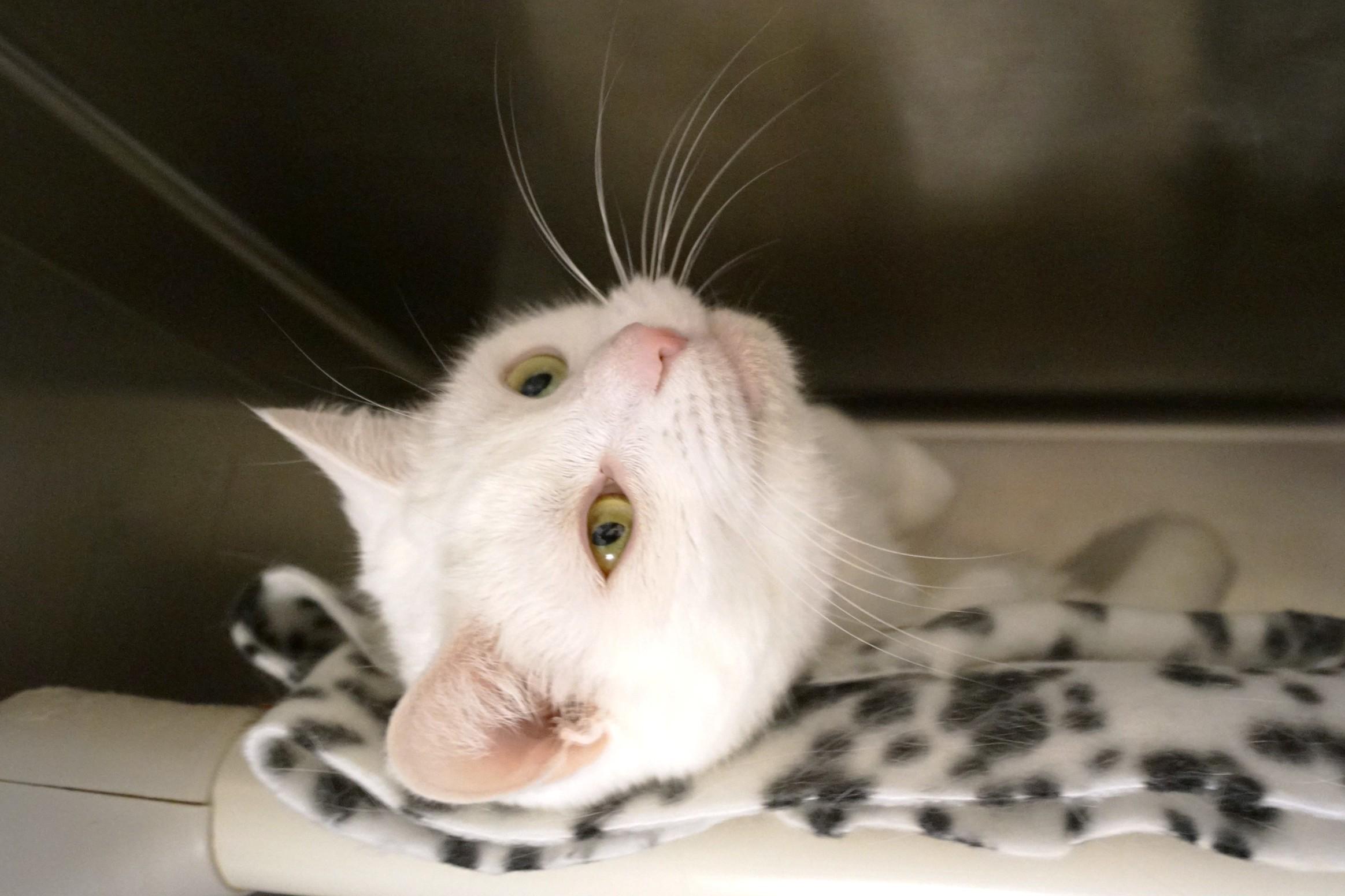 Enlarge Sweetie, a Adopted Domestic Short Hair in New Milford, CT image 2/6