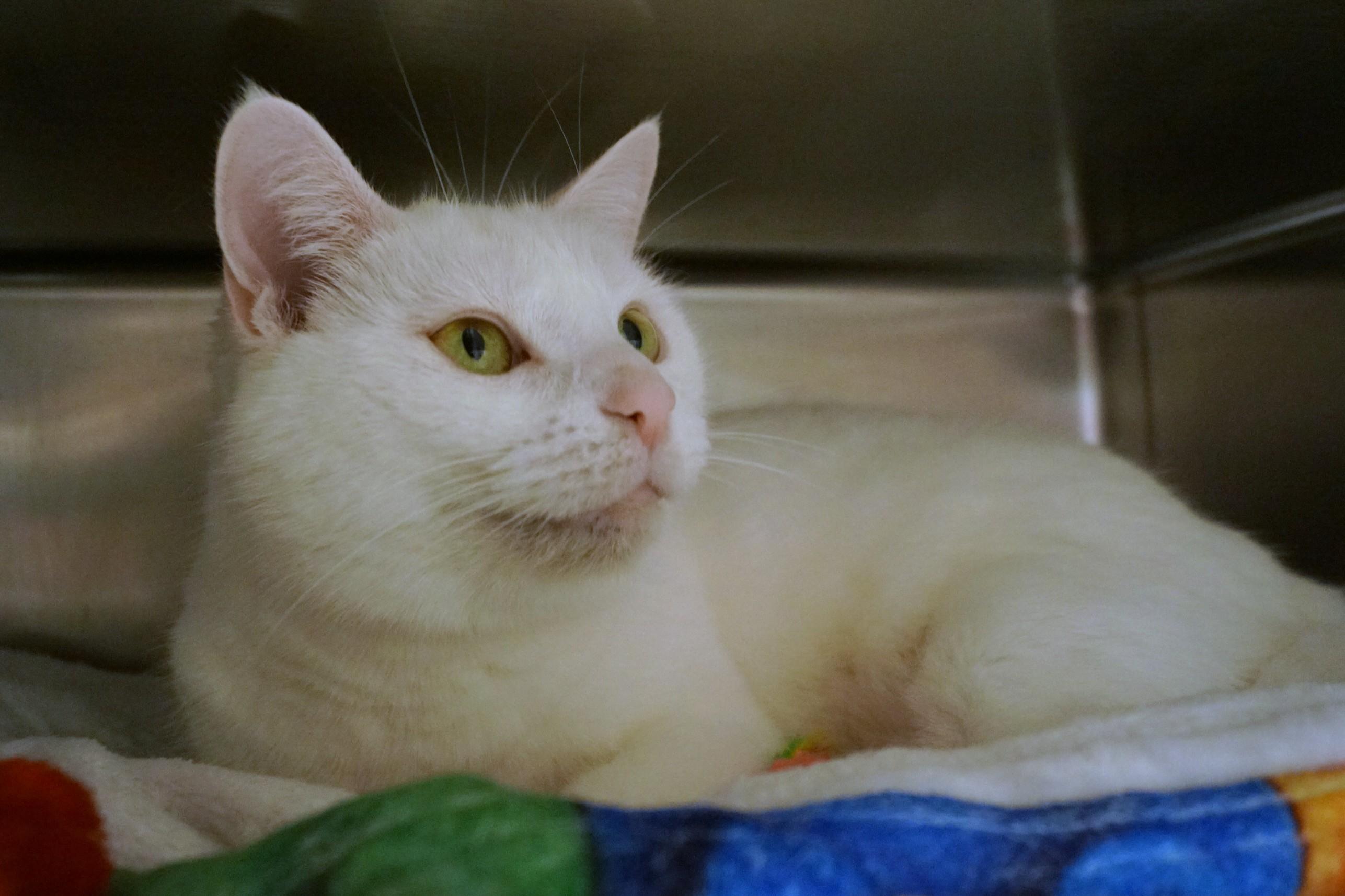 Enlarge Sweetie, a Adopted Domestic Short Hair in New Milford, CT image 3/6