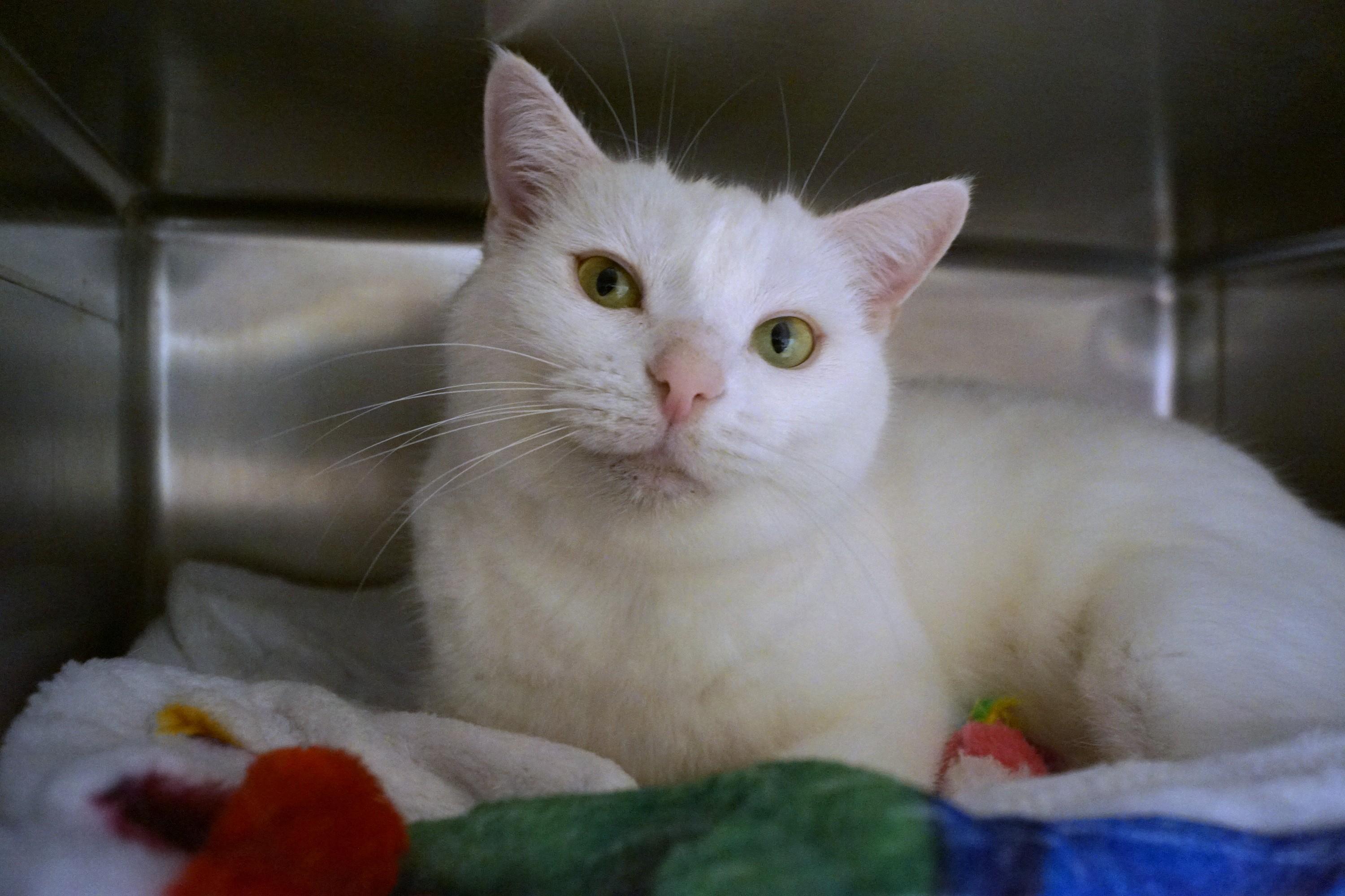 Enlarge Sweetie, a Adopted Domestic Short Hair in New Milford, CT image 5/6