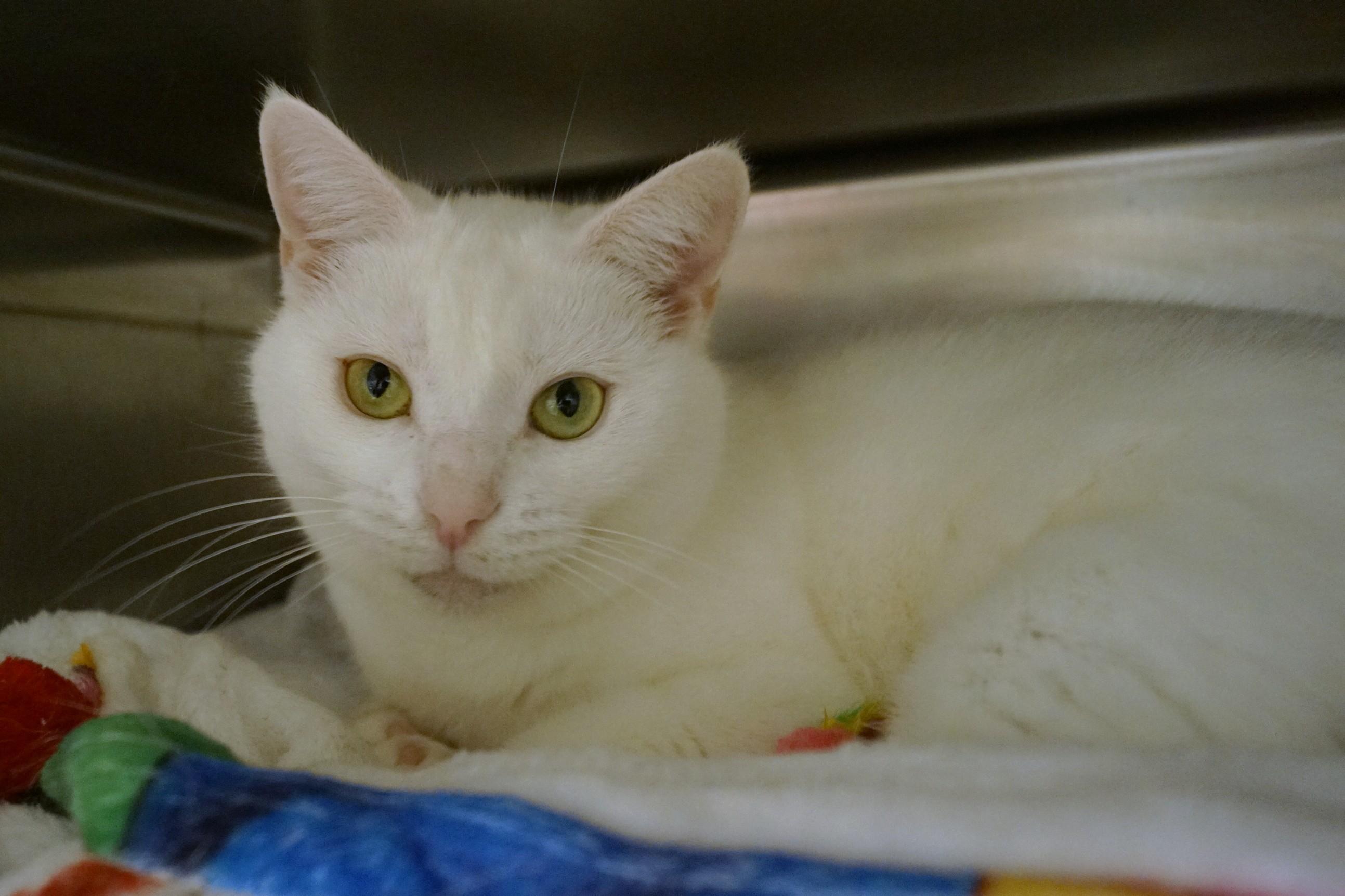 Enlarge Sweetie, a Adopted Domestic Short Hair in New Milford, CT image 4/6