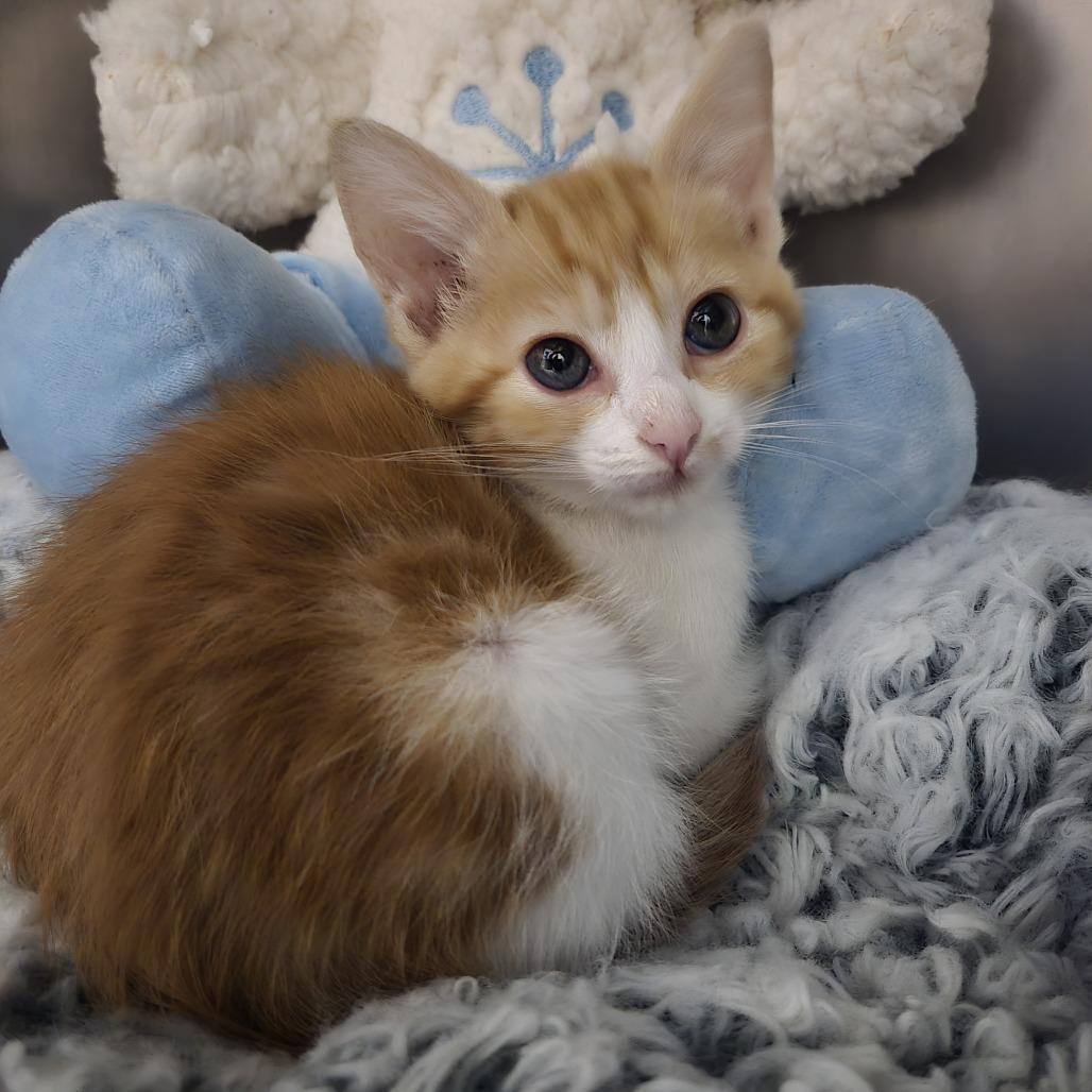 Enlarge Kit Kat, a Adoptable Domestic Short Hair in Nashville, TN image 2/4