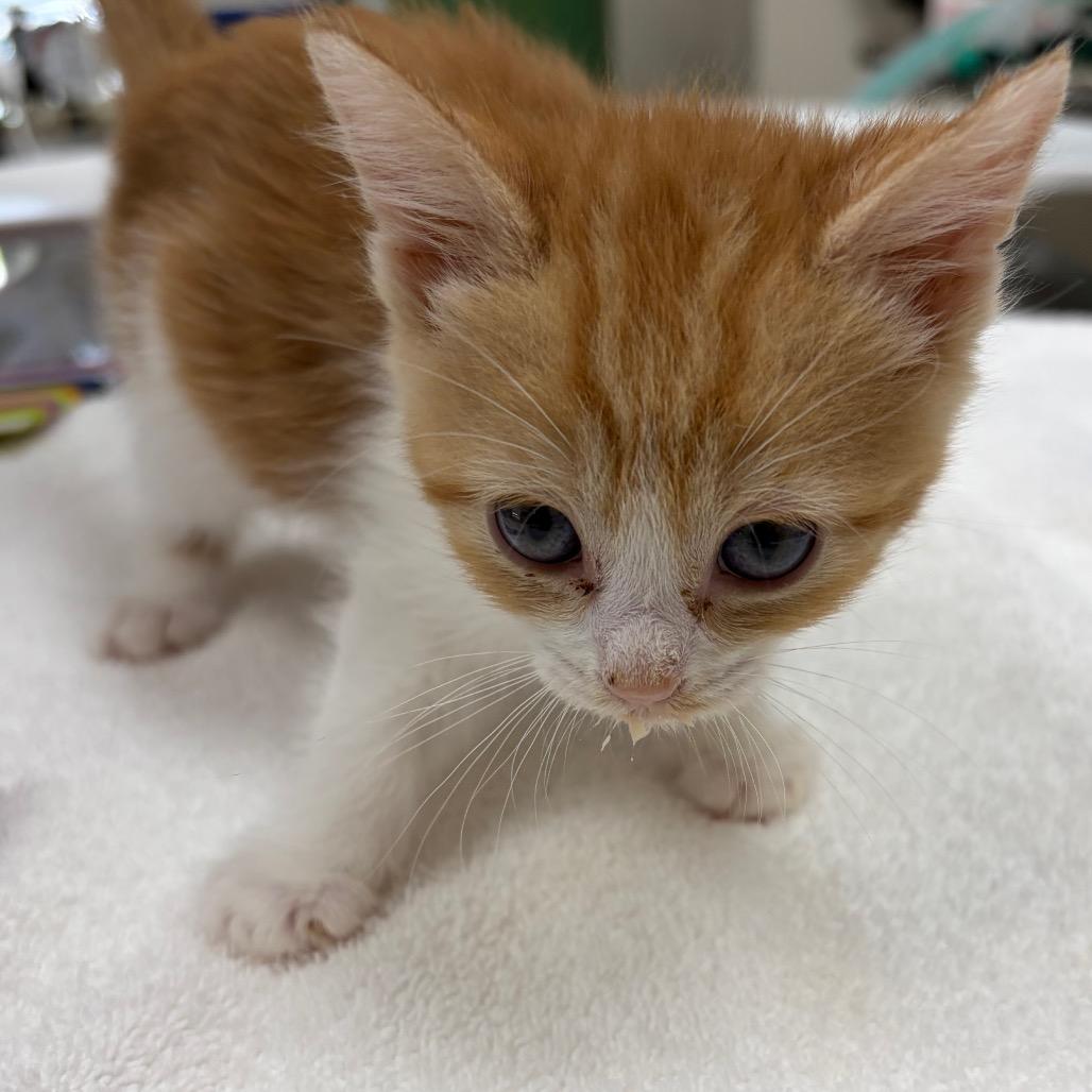 Enlarge Kit Kat, a Adoptable Domestic Short Hair in Nashville, TN image 4/4