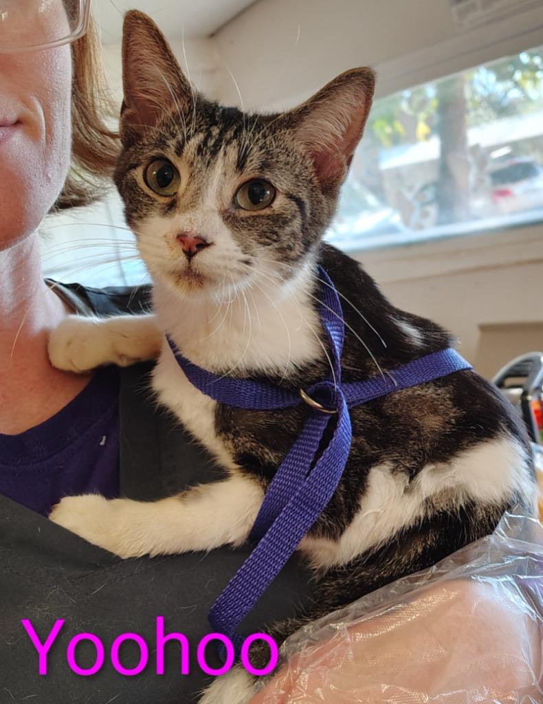 Enlarge Yoohoo, a Adopted mixed breed in Mena, AR image 1/1